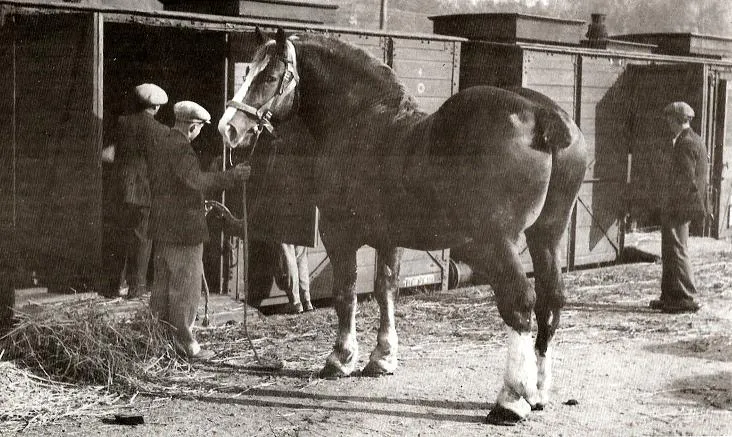 Landivisiau, la gare - expédition de chevaux