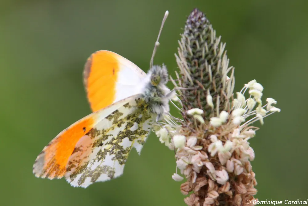 papillon aurore