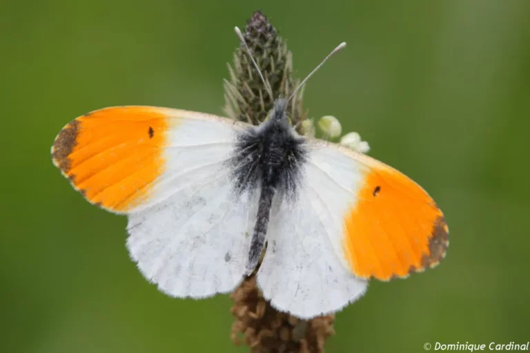 Papillons