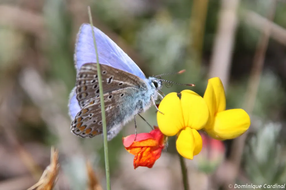 papillon Azuré de la bugrane
