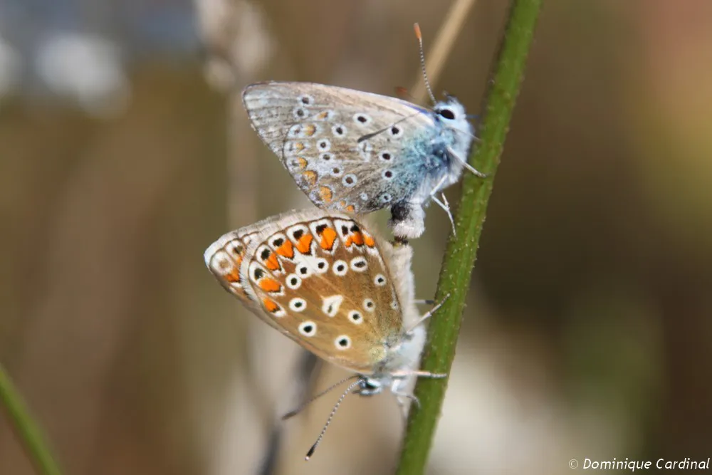 papillon Azuré de la bugrane