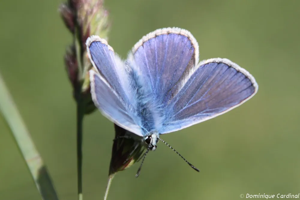papillon Azuré de la bugrane