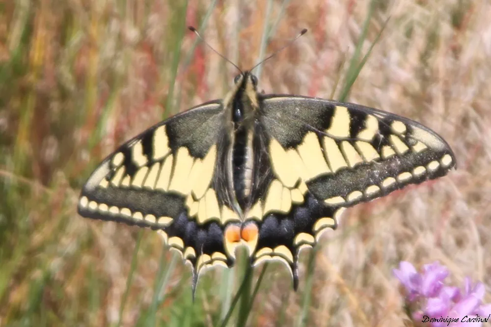 papillon machaon