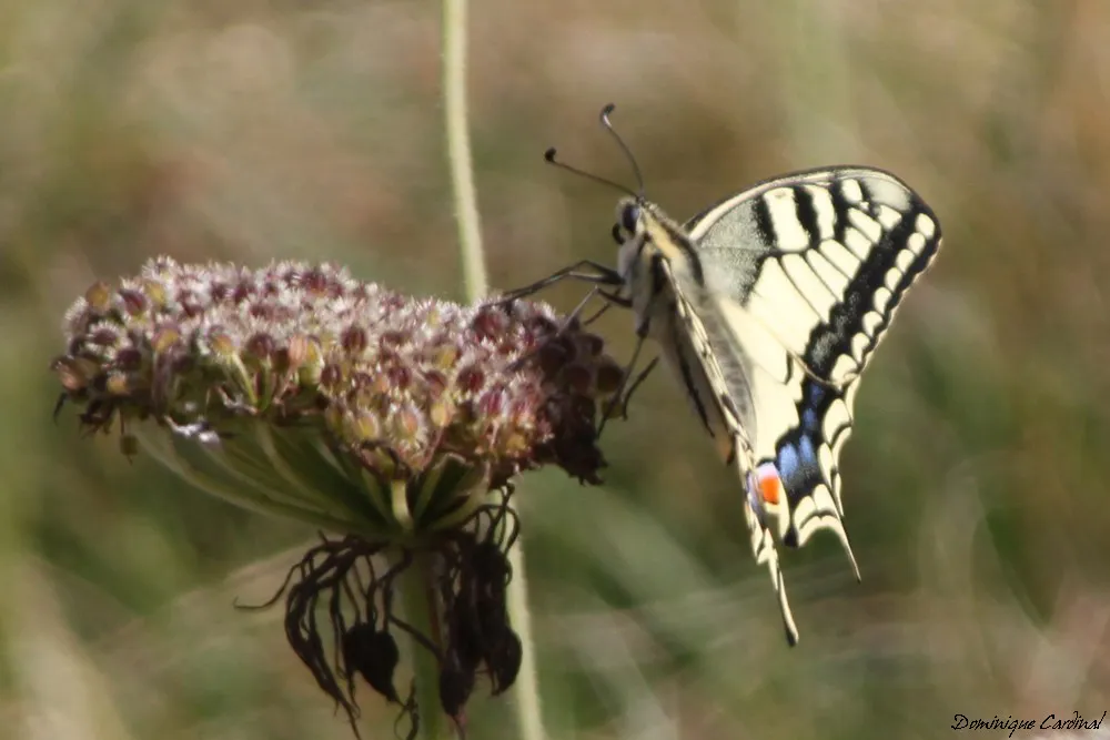 papillon machaon