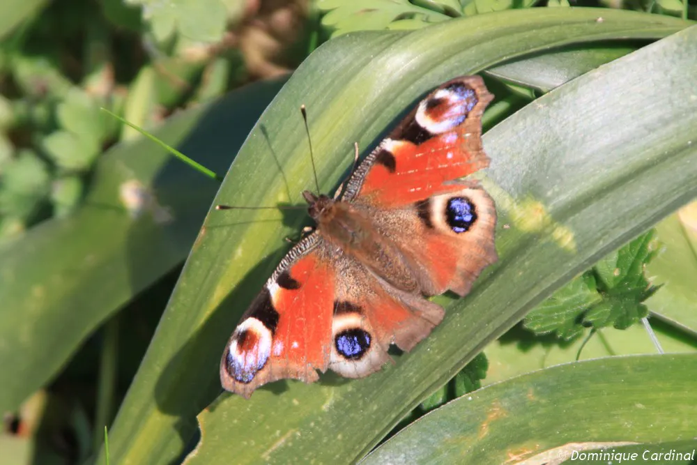 papillon paon du jour