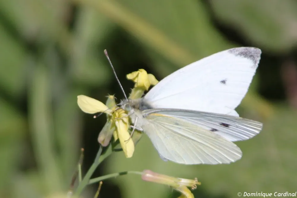 papillon pieri de la rave