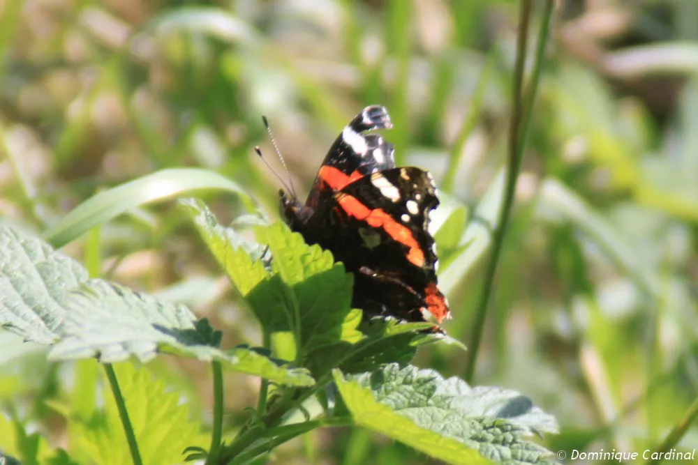papillon vulcain