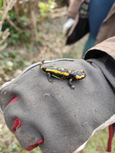 2023-04-28 - Kervili